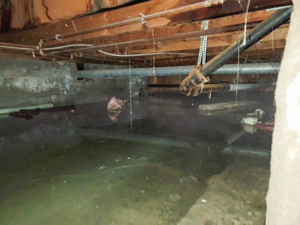 Best Carpet water damage restoration  in Boulder, CO